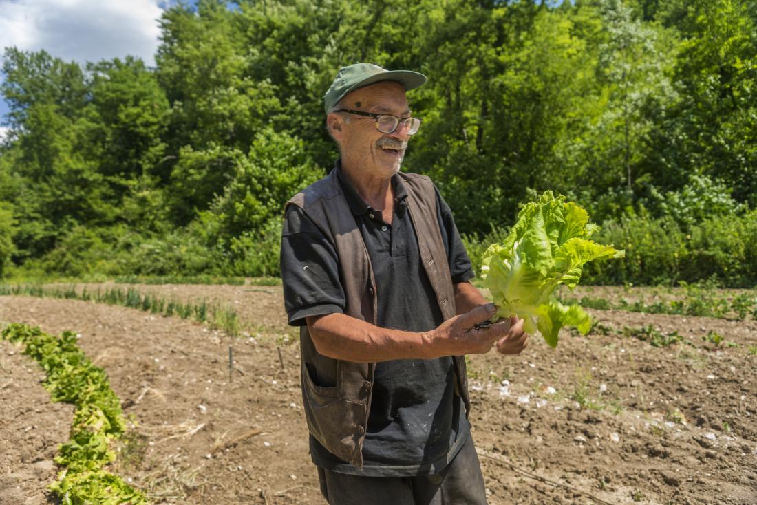 Older adult with cabbage in a field