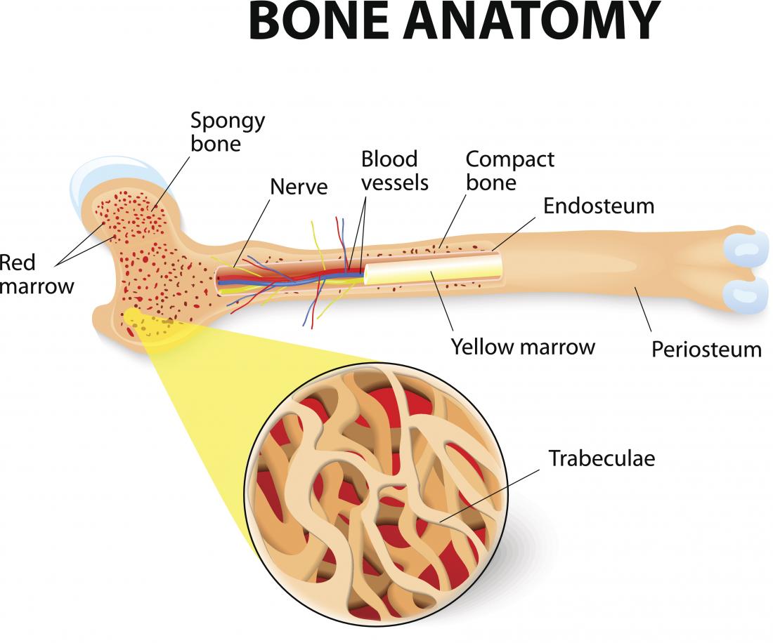 Bones: Types, structure, and function