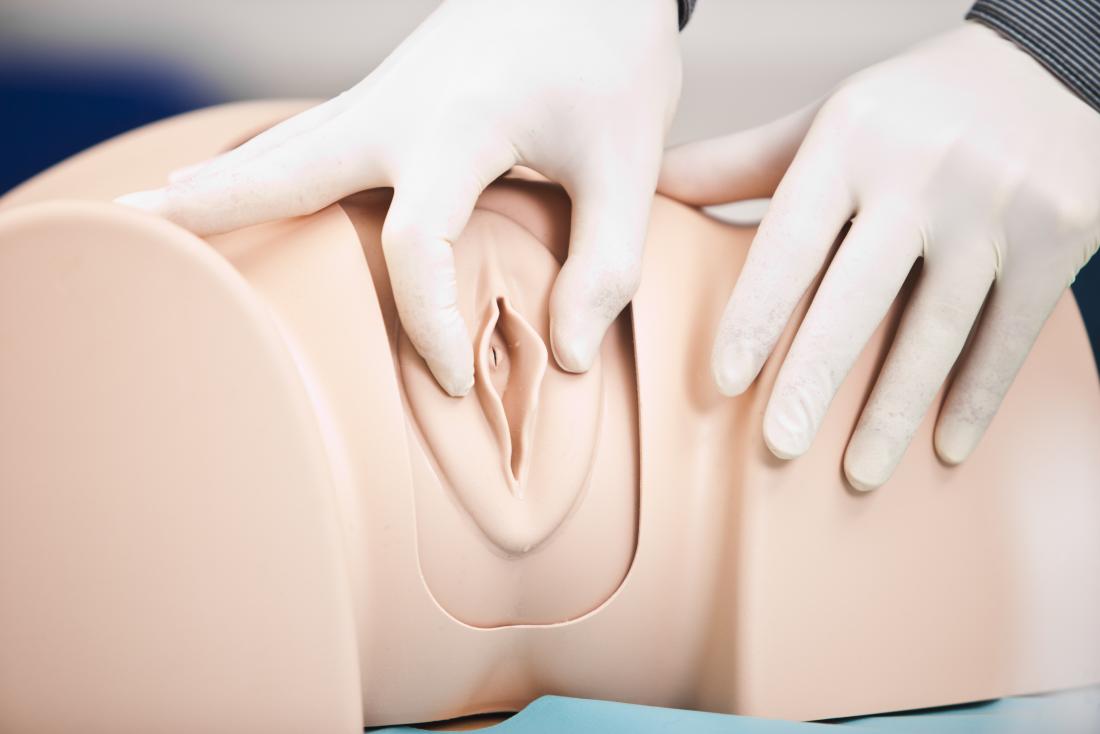 Model of women's genital area, including vulva, labia majora, labia minora, and vagina.
