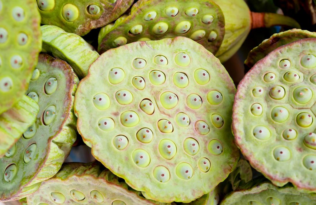 lotus seed heads, which may cause trypophobia