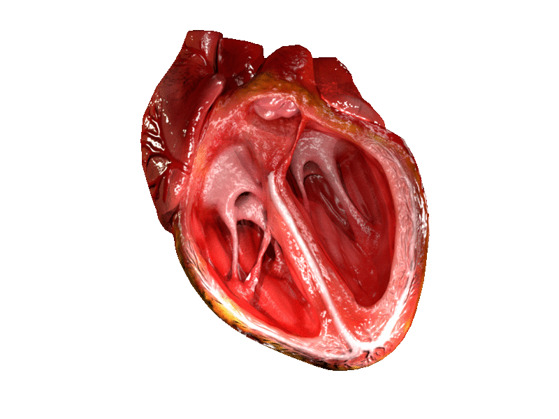 Heart gif <br>Image credit: DrJanaOfficial, 2016</br>