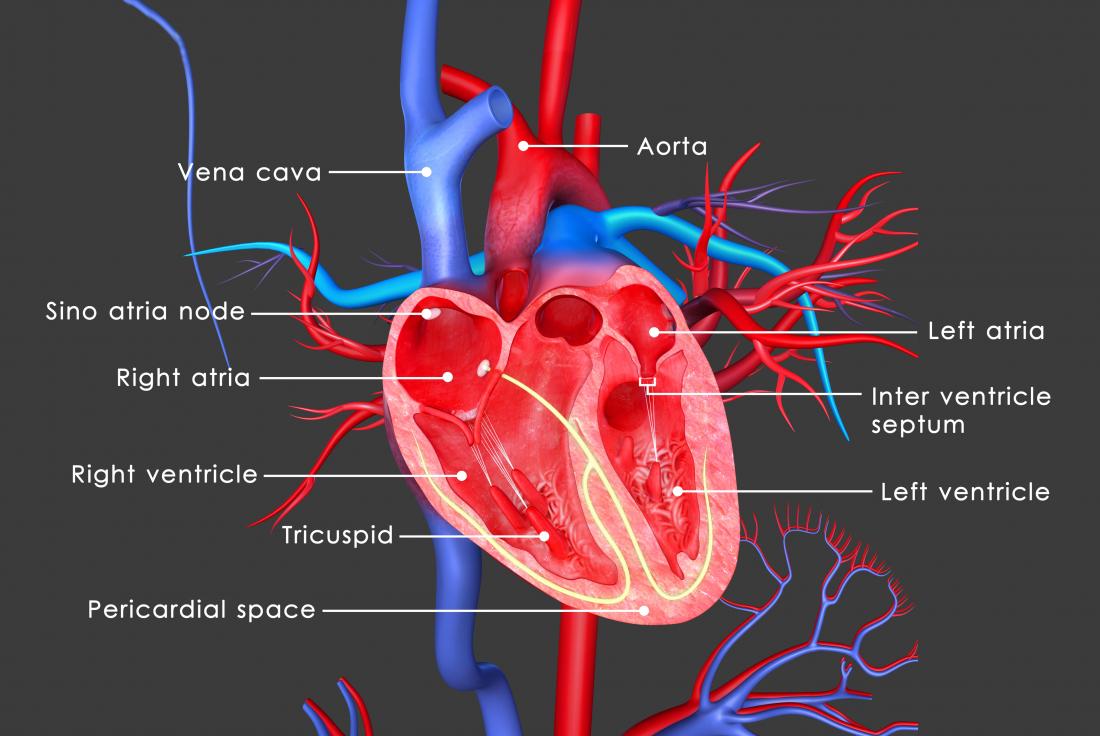 the-heart-anatomy-physiology-and-function