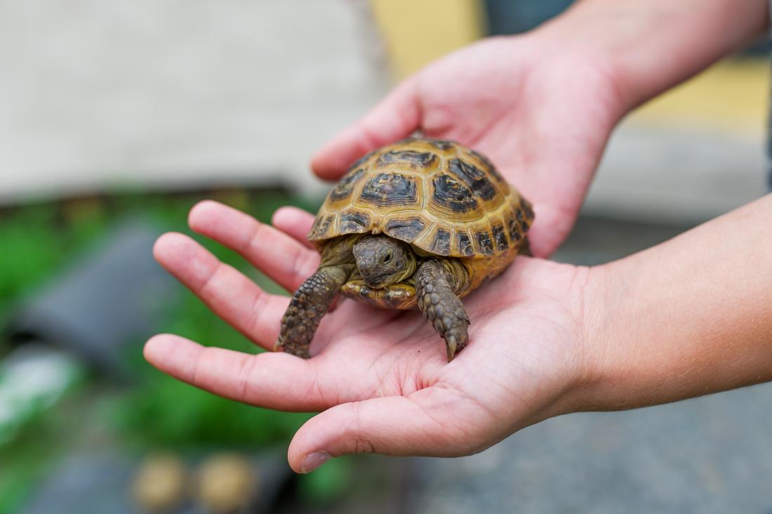 Person holding a turtle, one reptile which may spread salmonella.