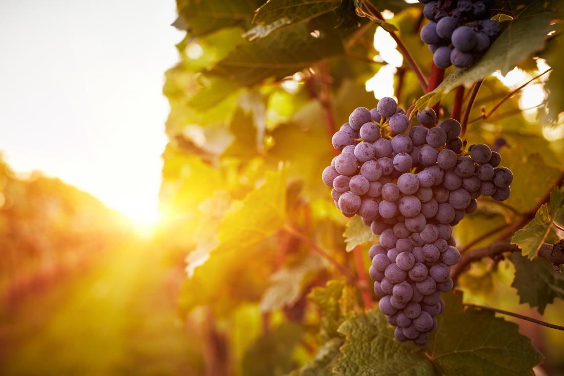 https://cdn-prod.medicalnewstoday.com/content/images/articles/320/320626/grapes-on-a-grape-vine.jpg