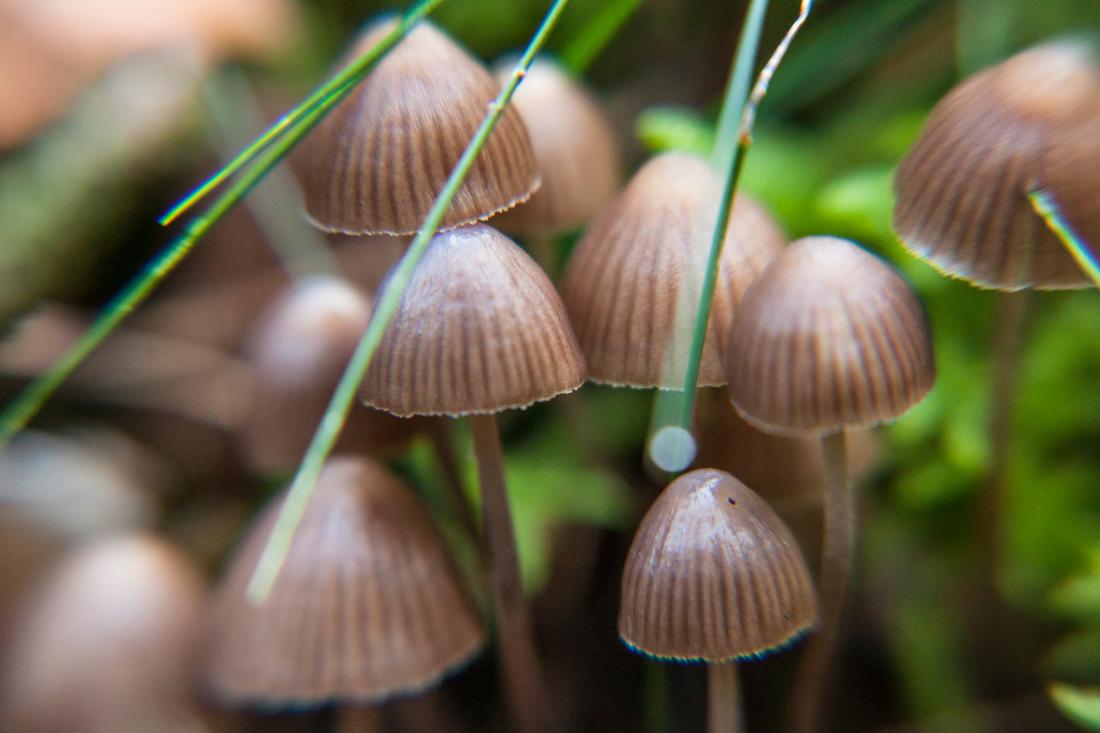 Depression Treatment with Magic Mushrooms