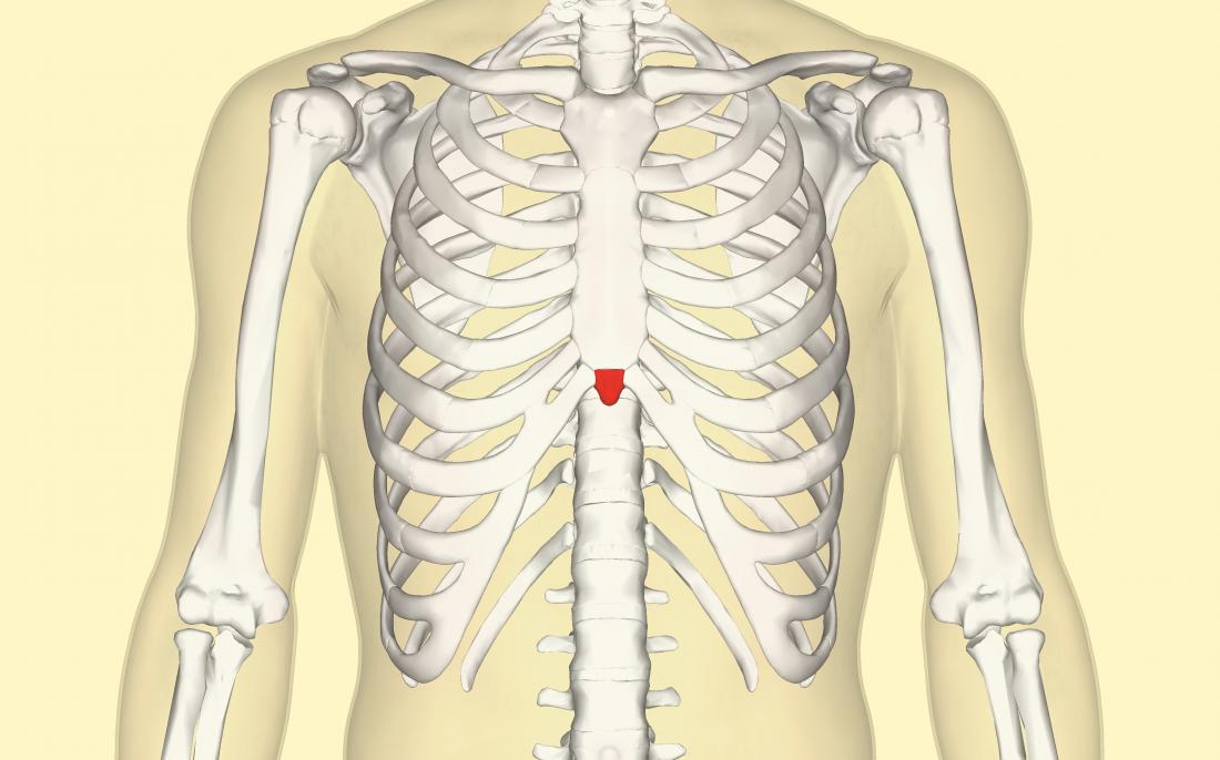 diagram of the chest showing the xiphoid process