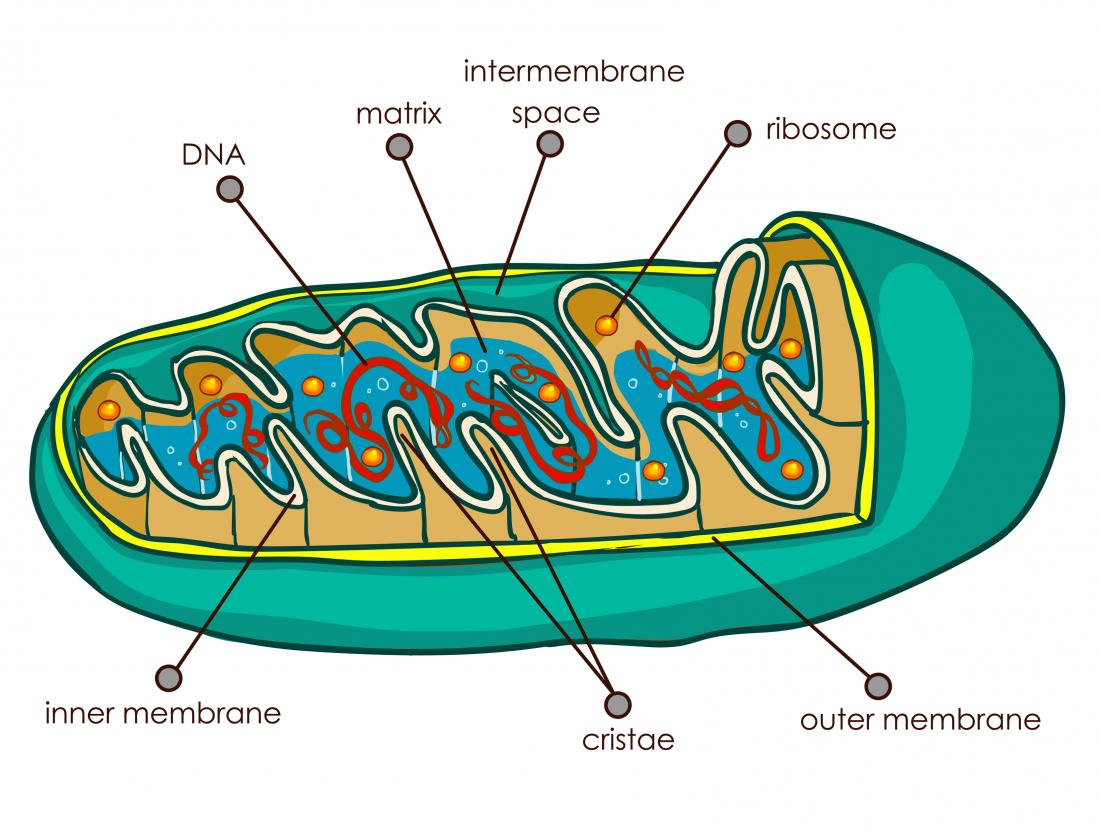 Draw A Labelled Diagram Of Mitochondria 2364