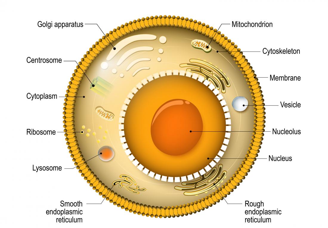 Basic Diagram Of Cell