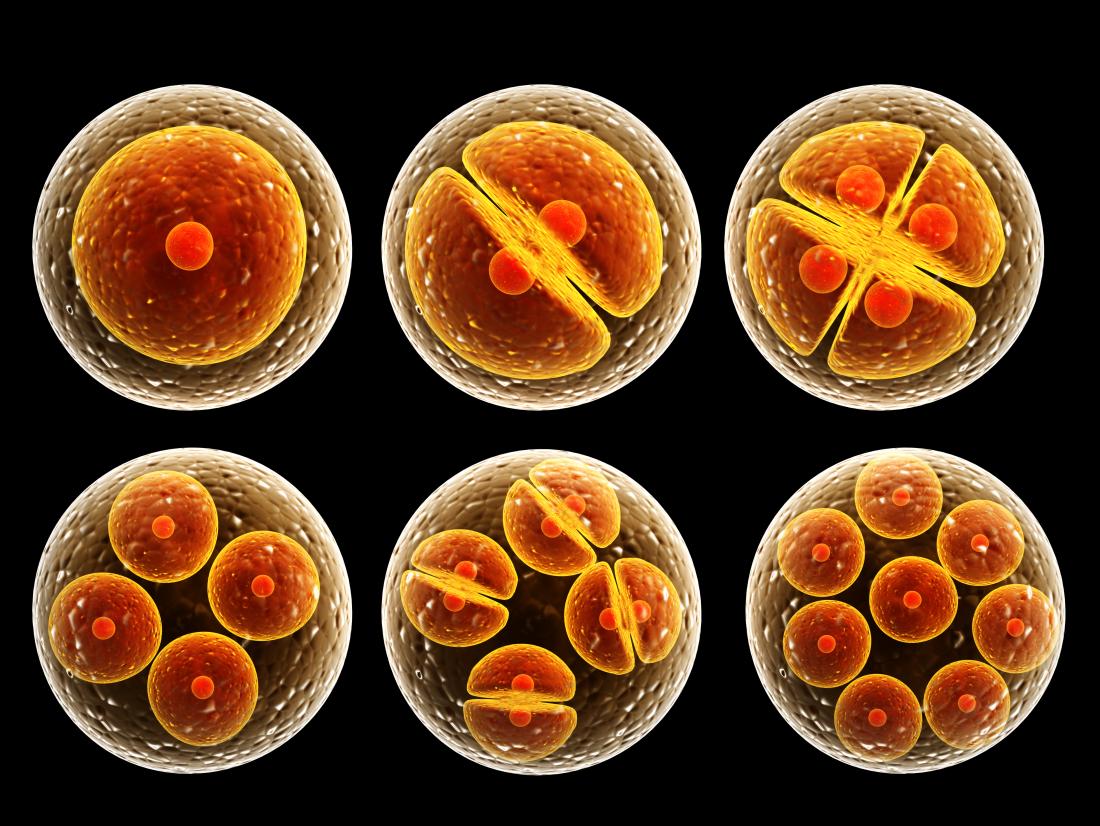 The cell: Types; functions; and organelles