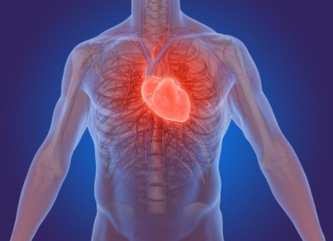 human heart illustration