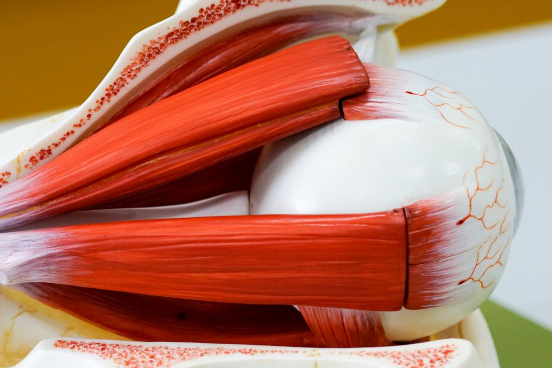 Anatomical model of human eye from side, showing optic nerves.