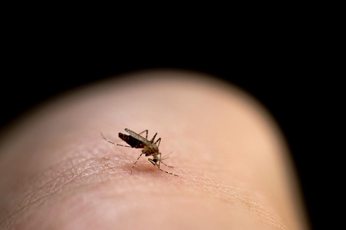 Why do mosquito bites itch? Causes and treatment