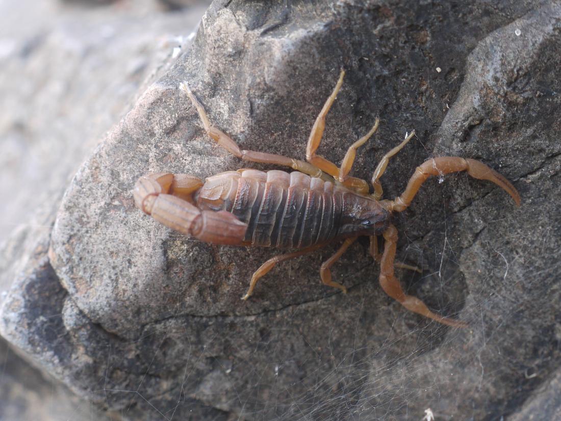 arthritis: Scorpion venom compound may halt progression