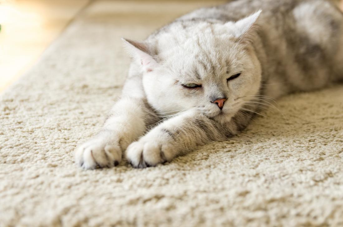 Cat allergies Causes, symptoms, and treatments