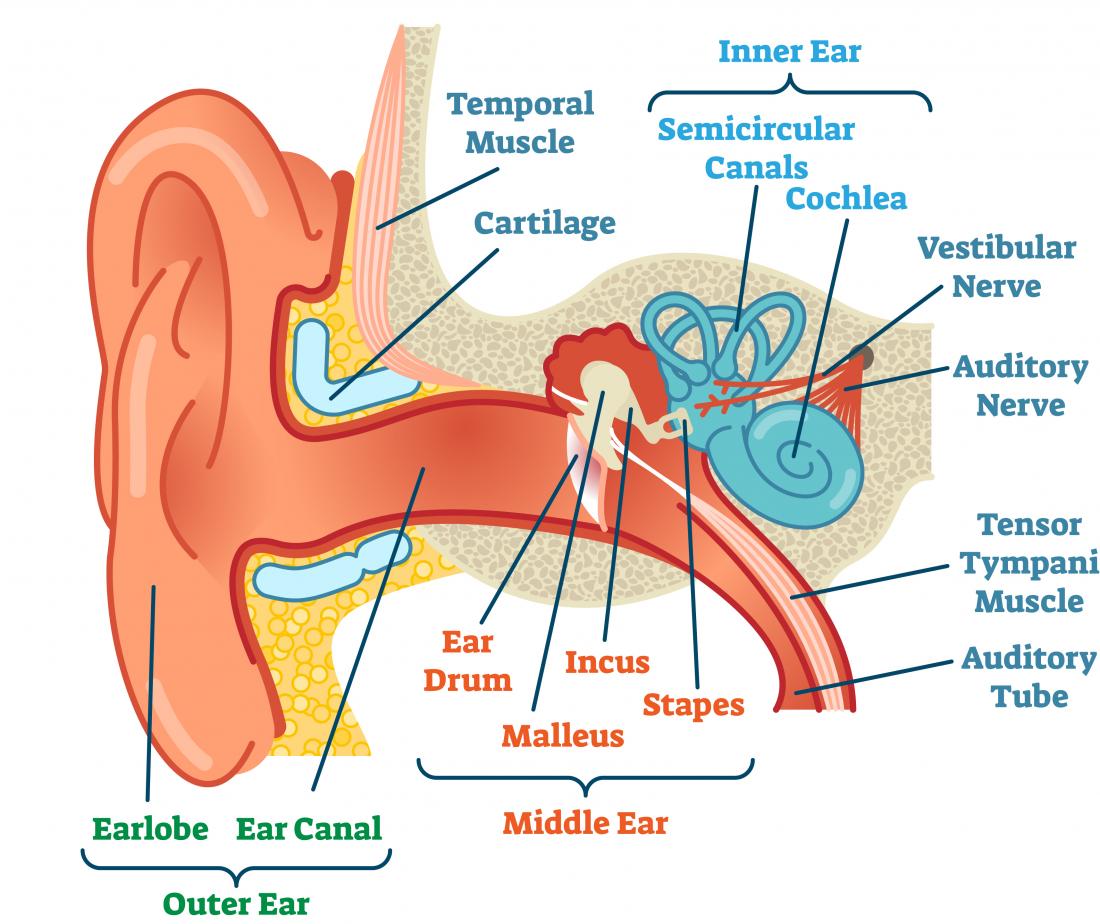 Middle Ear Infection Chart