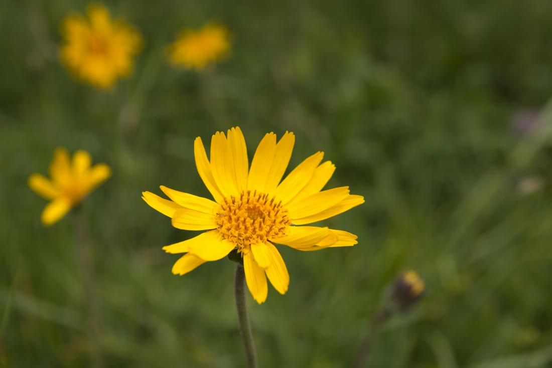 Mountain arnica flower.