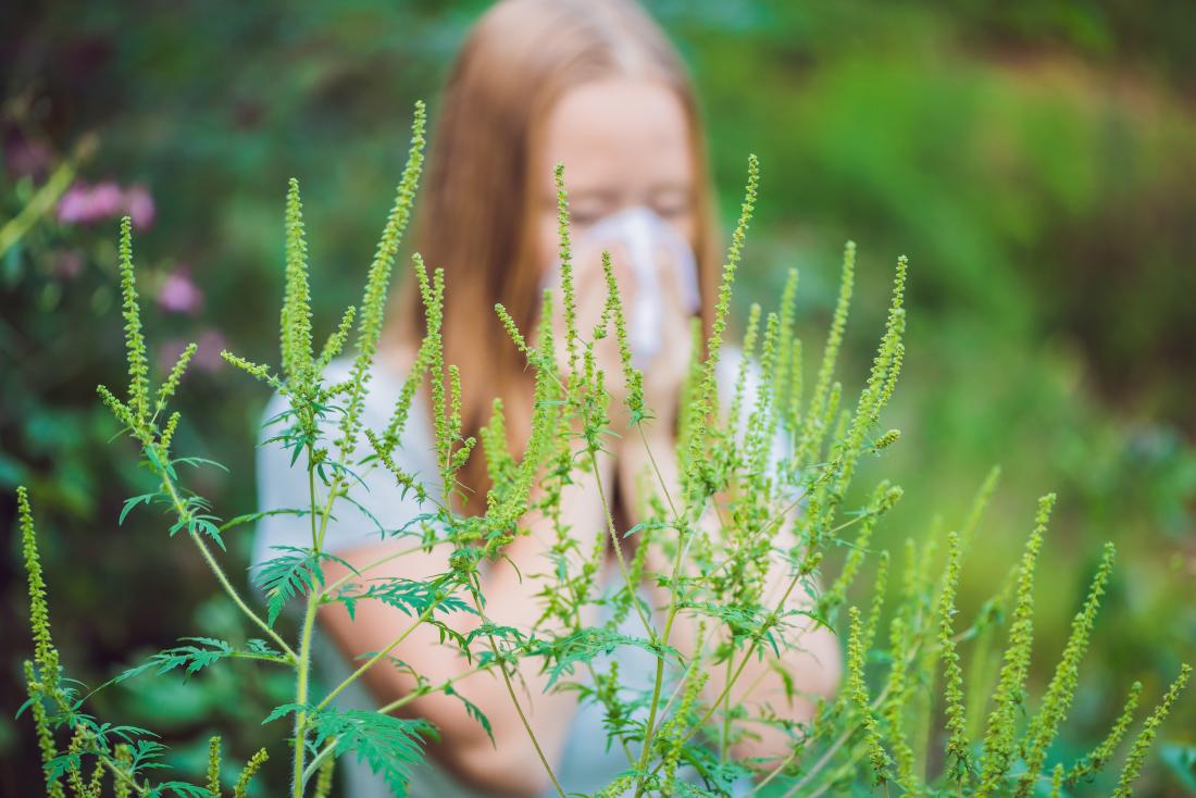 are dogs allergic to ragweed