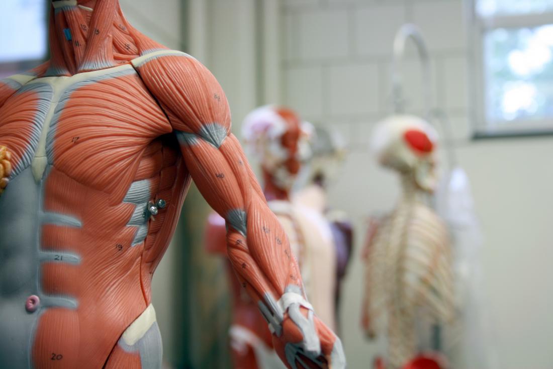 FULL (Child) Sized Anatomy Muscular System Connectable *Muscle Man* 48\" Tall
