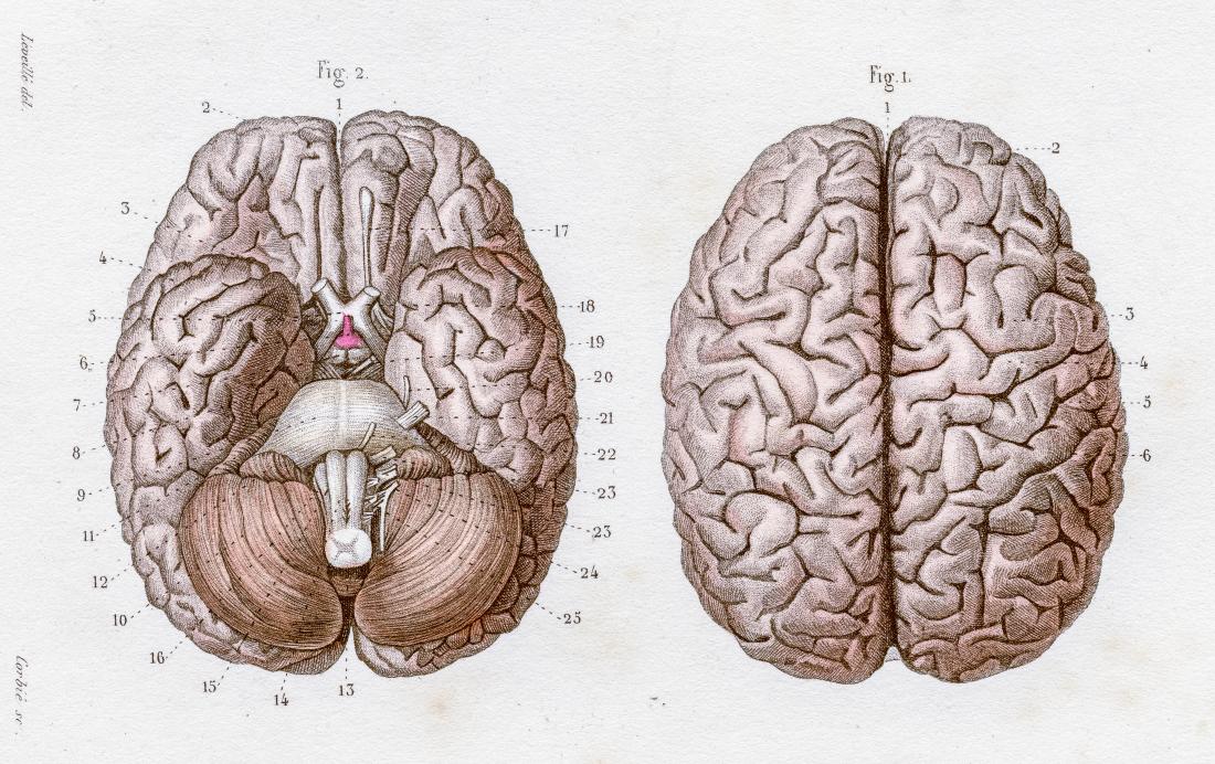 anatomical illustration of the human brain