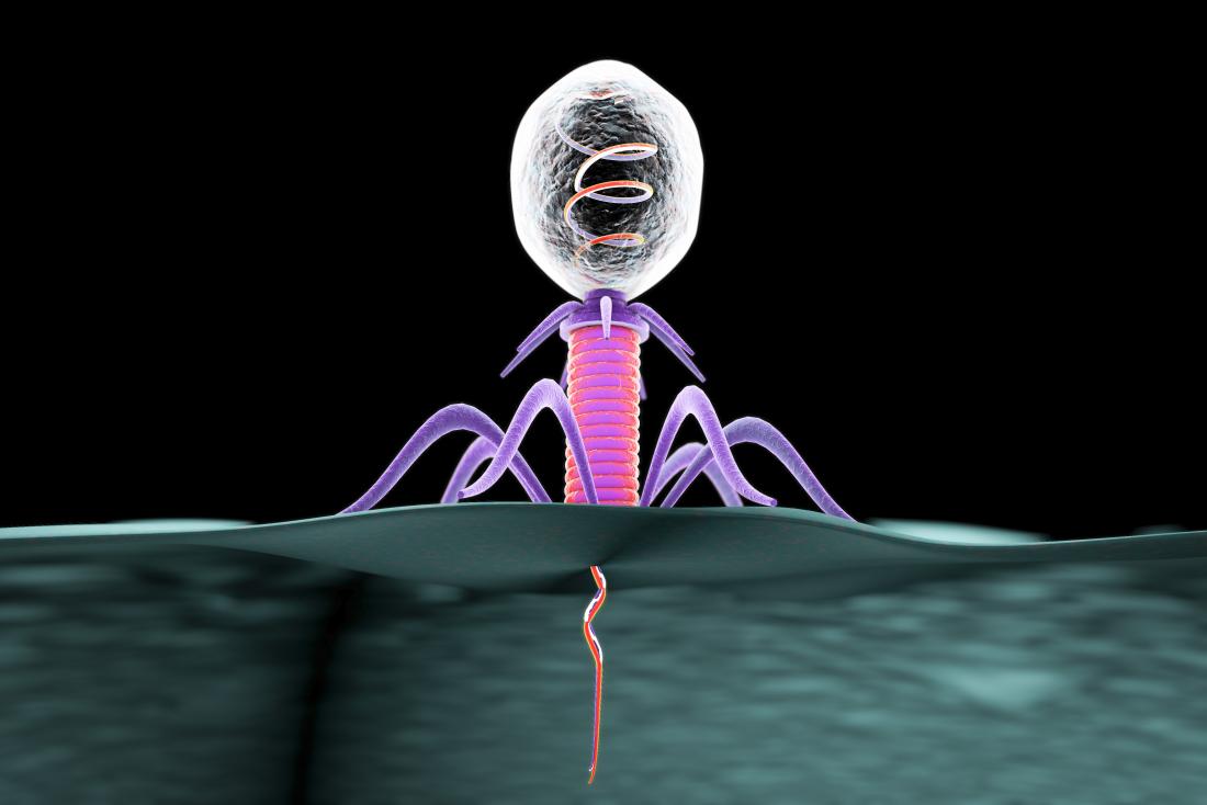 Bacteriophage attacking bacterium