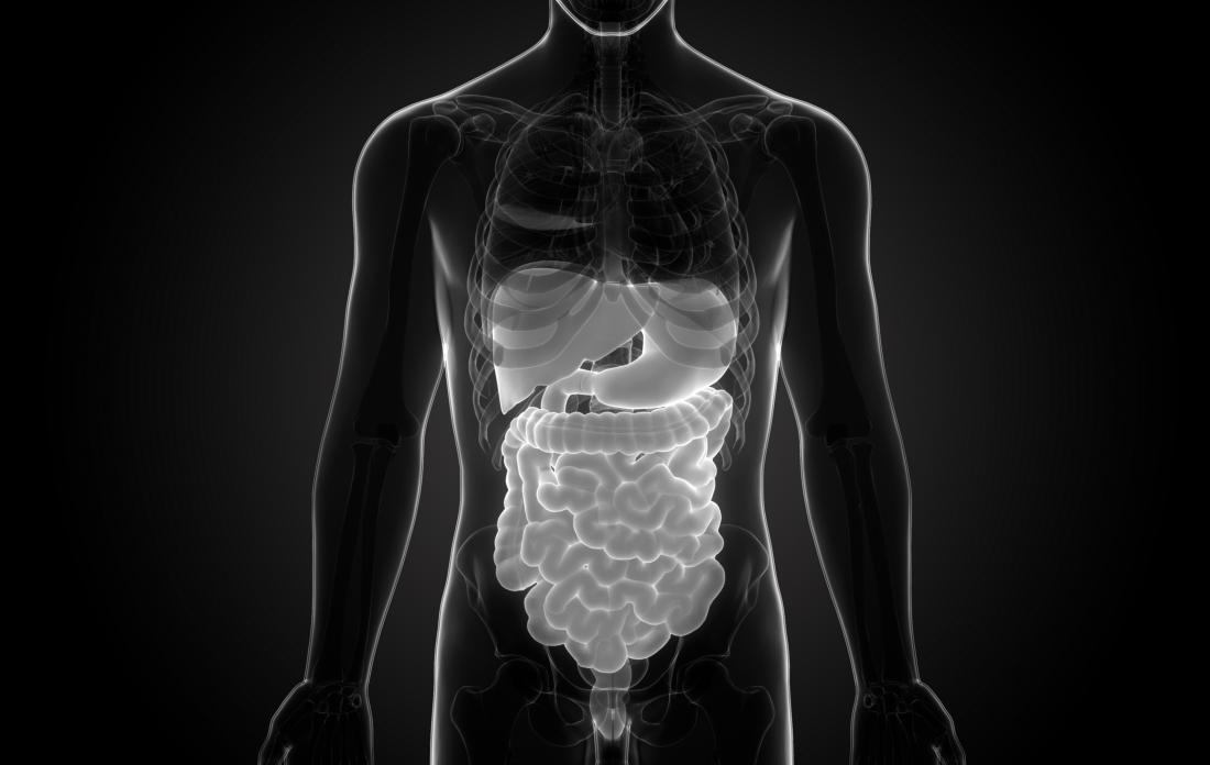 illustration of gastrointestinal tract