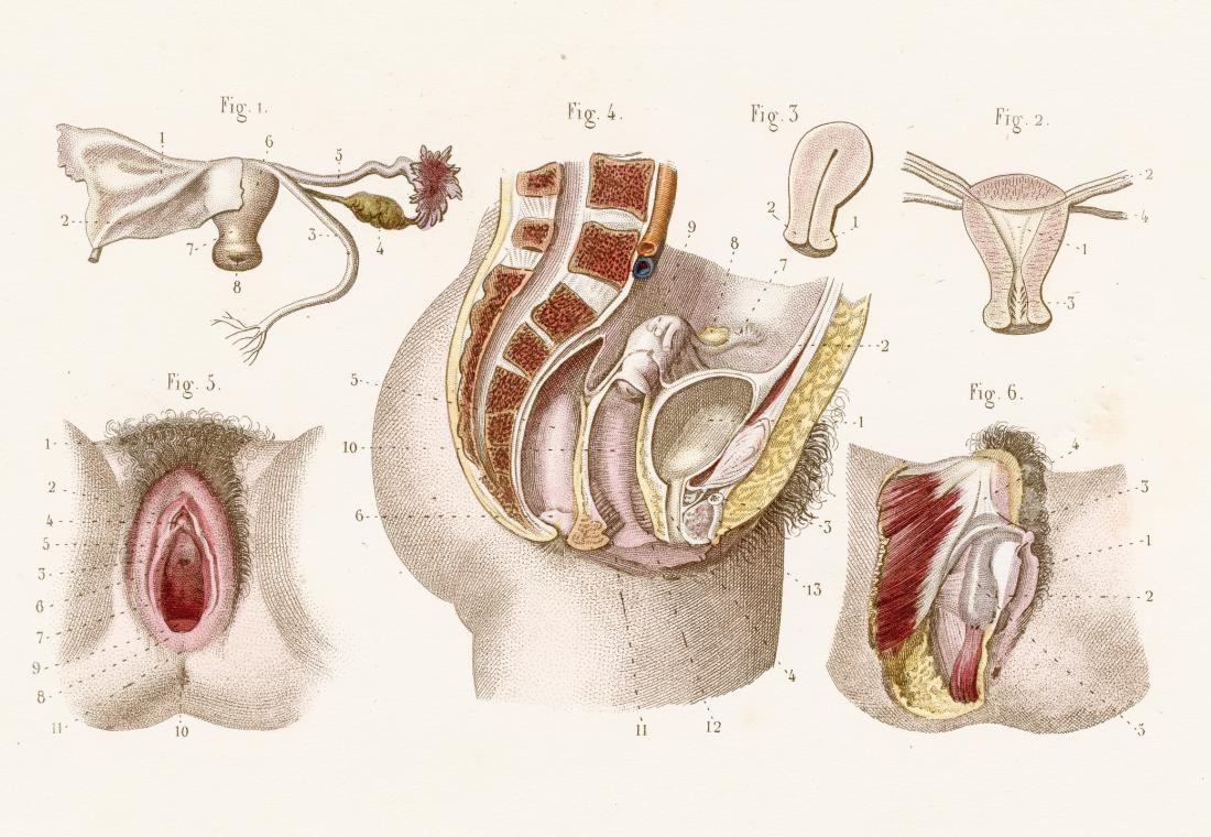 Types Of Clitoris