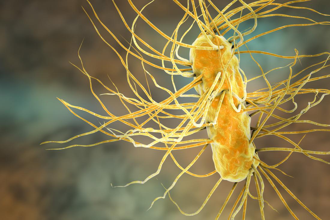 Escherichia coli bacterium