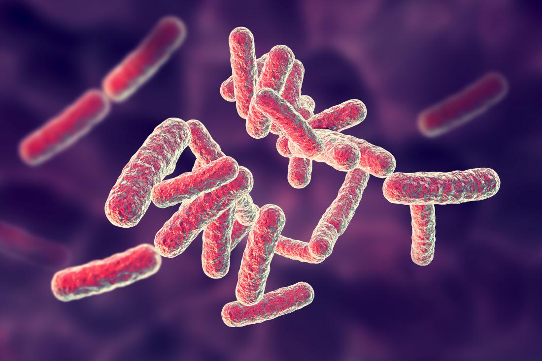 pseudomonas bacteria