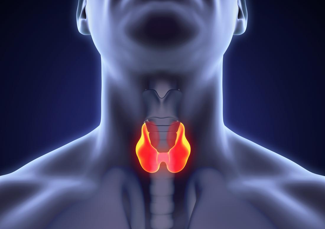 Thyroid gland in neck highlighted in 3d image to represent Medullary thyroid cancer