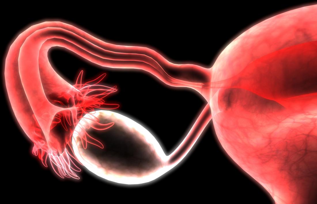 normal-ovary-left