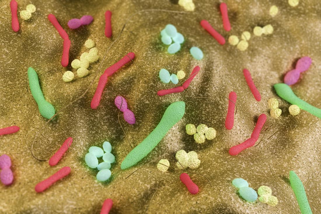 gut bacteria