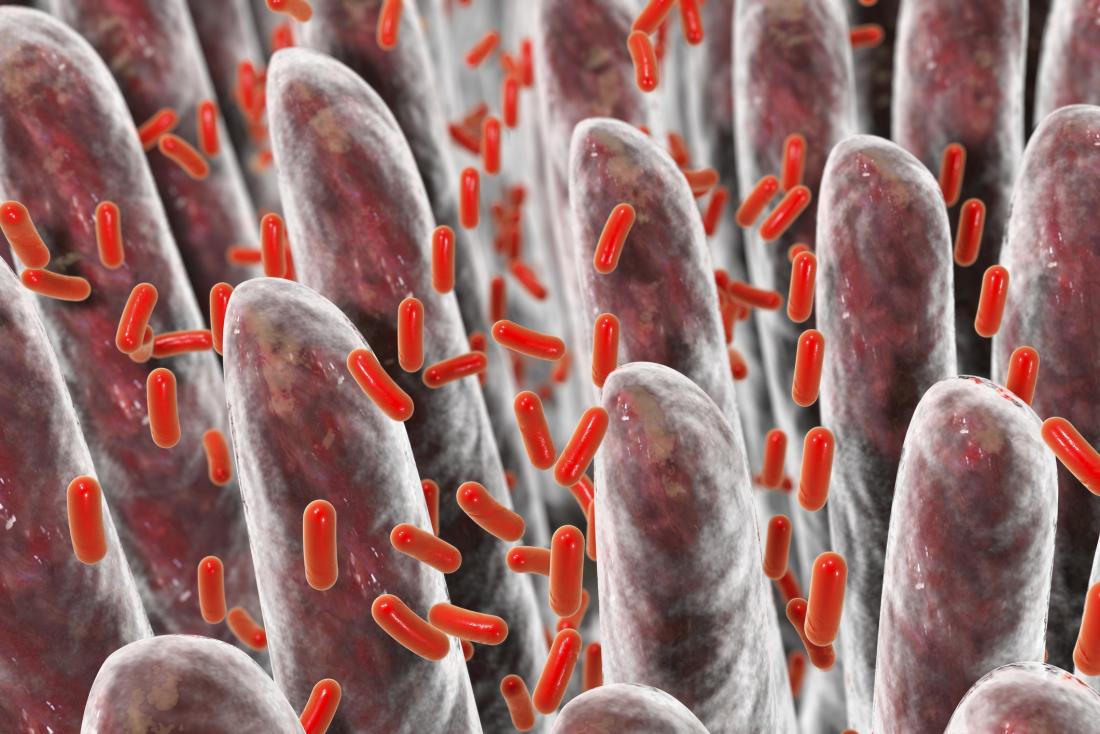 Gut bacteria among villi