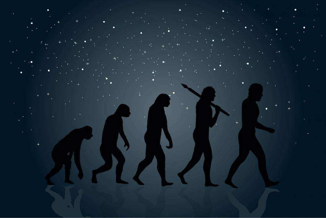 illustration of human evolution