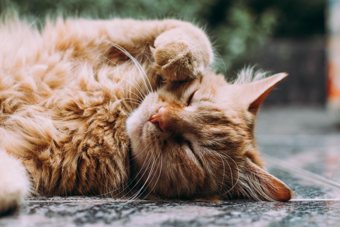 This cute cat is all of us after receiving the coronavirus vaccine