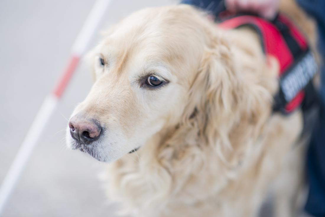 can seeing eye dogs go in restaurants