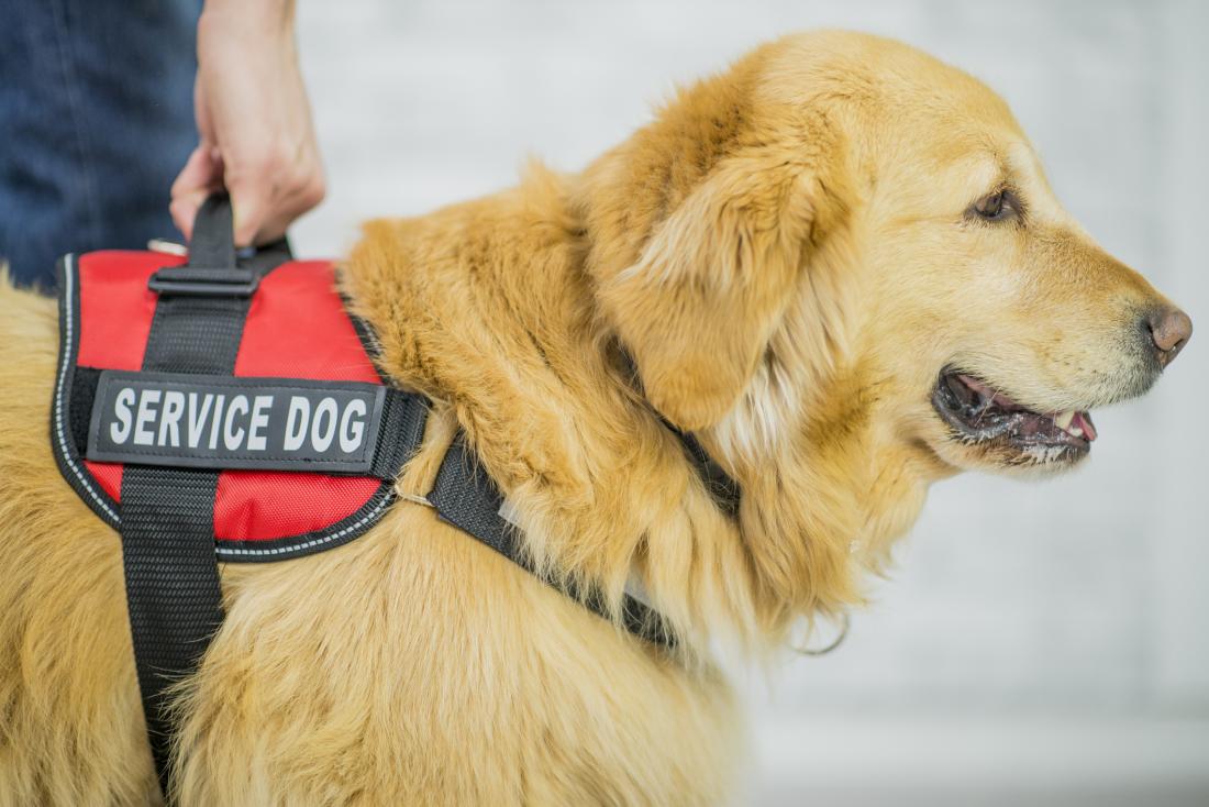 can a service dog help with ptsd