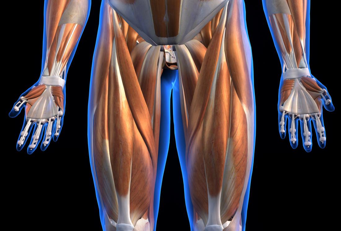 Leg Muscles Diagram - Appendicular Muscles of the Pelvic ...