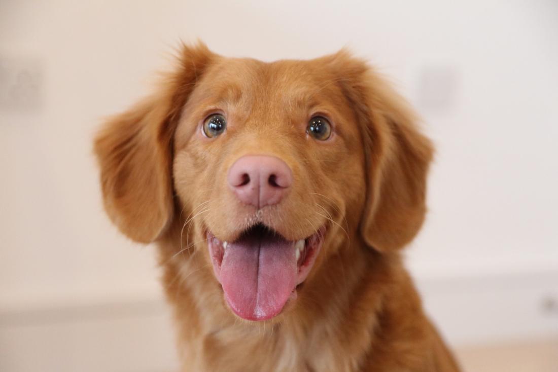 https://cdn-prod.medicalnewstoday.com/content/images/articles/322/322868/golden-retriever-puppy.jpg