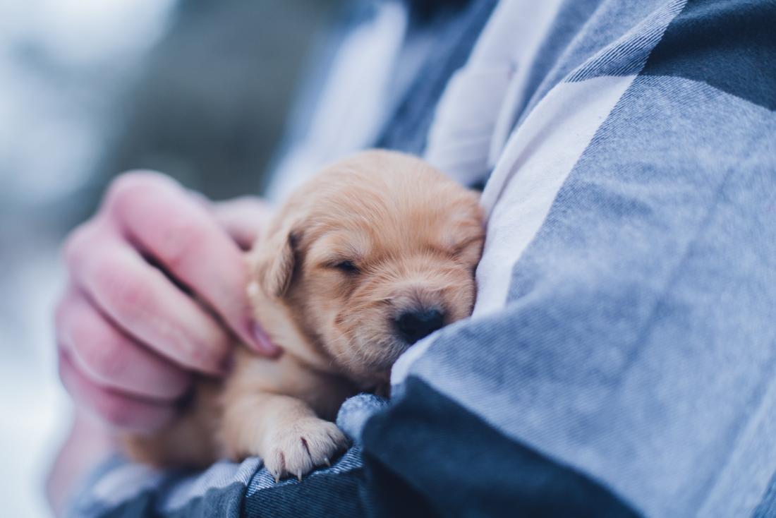 what sound does a dog make when happy