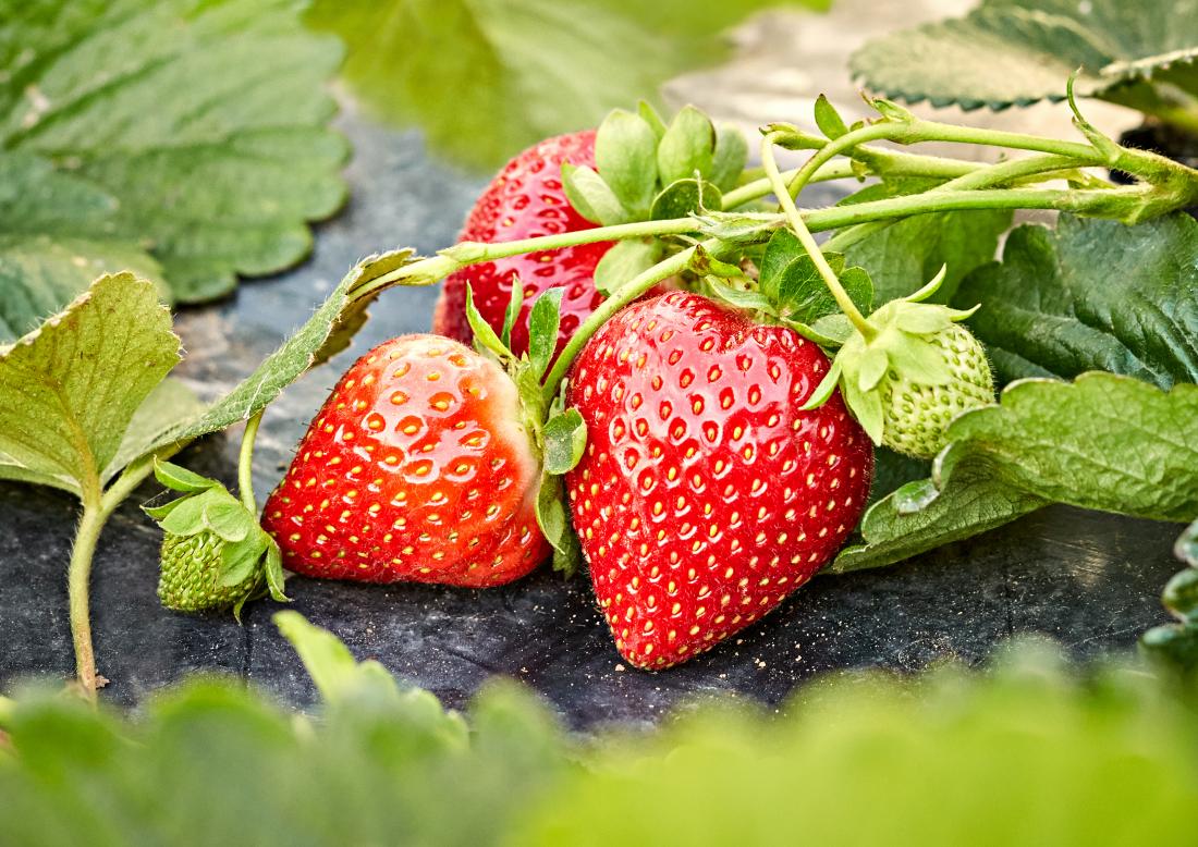 Strawberry allergy Symptoms, treatment, and what to avoid pic