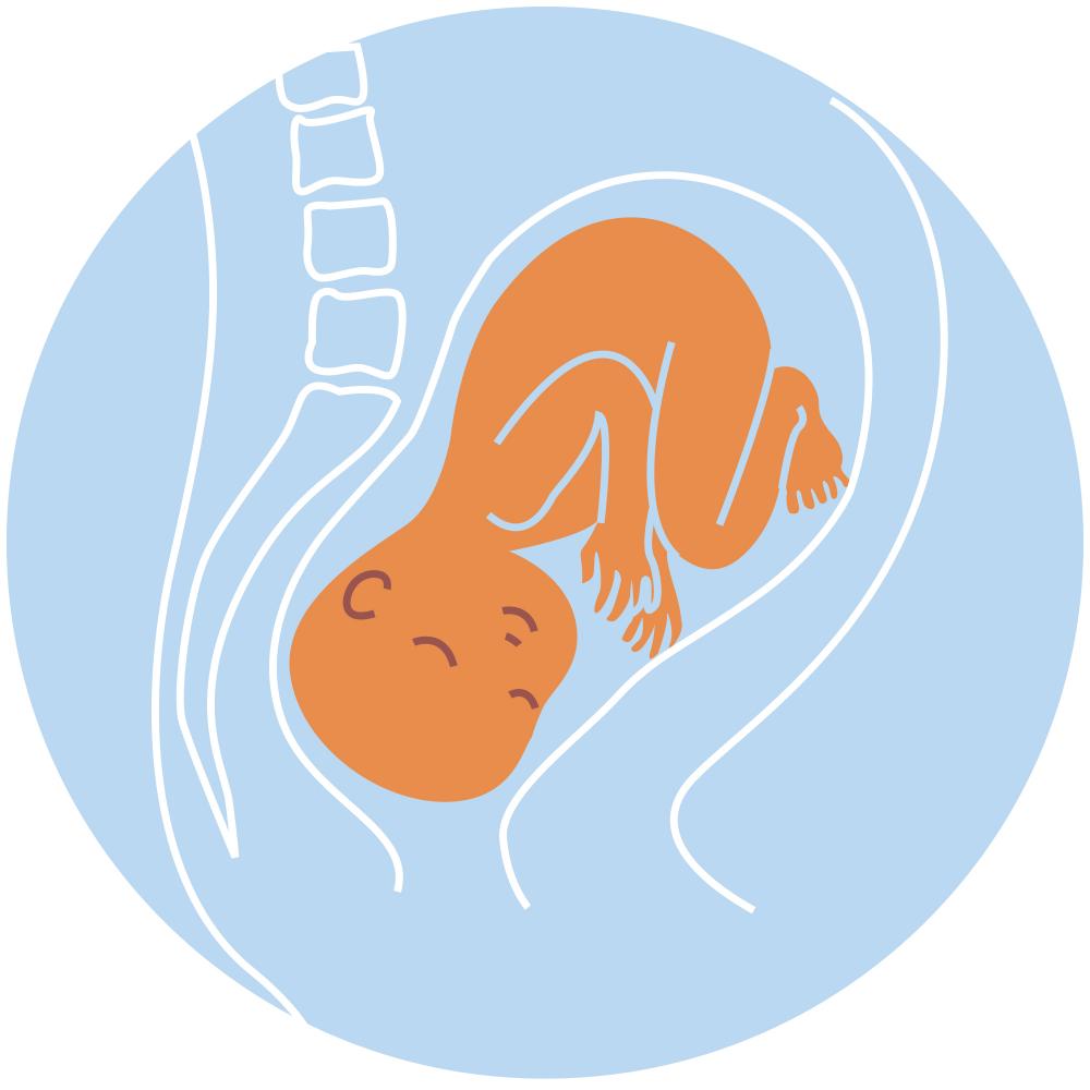 Baby Position In Womb What They Are And How To Tell