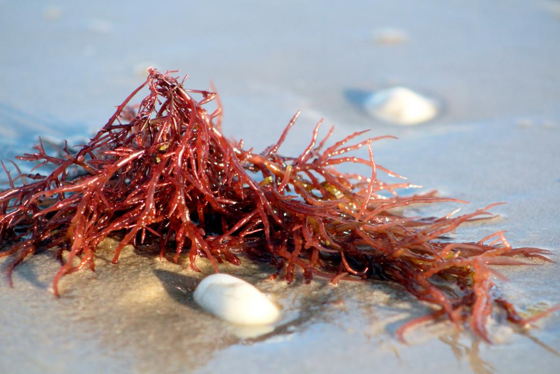 UPDATE: Kappa Carrageenan: Seaweed Goes Haute Cuisine