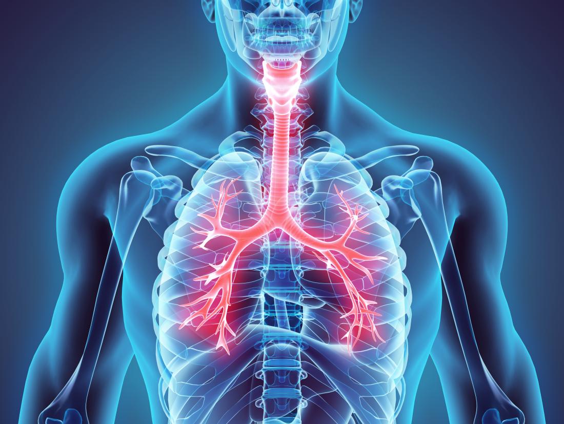 Diagram of the Larynx Trachea and Bronchi