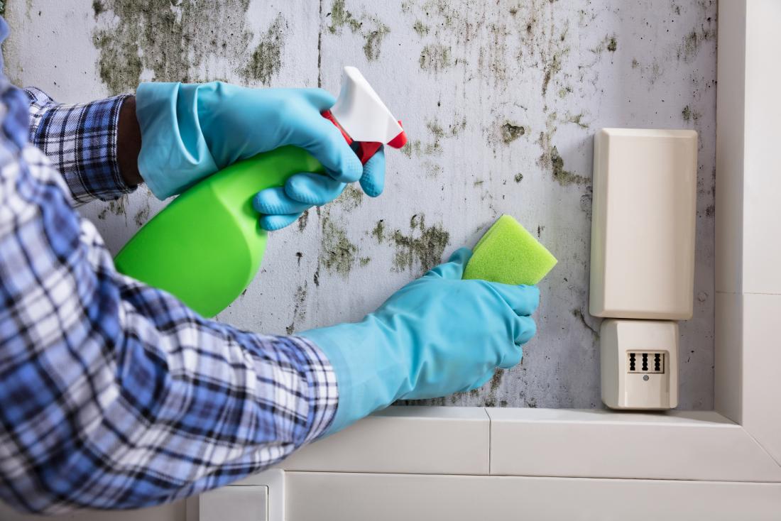 Best mold tips for mold removal prevention and identification you’ll read today.
