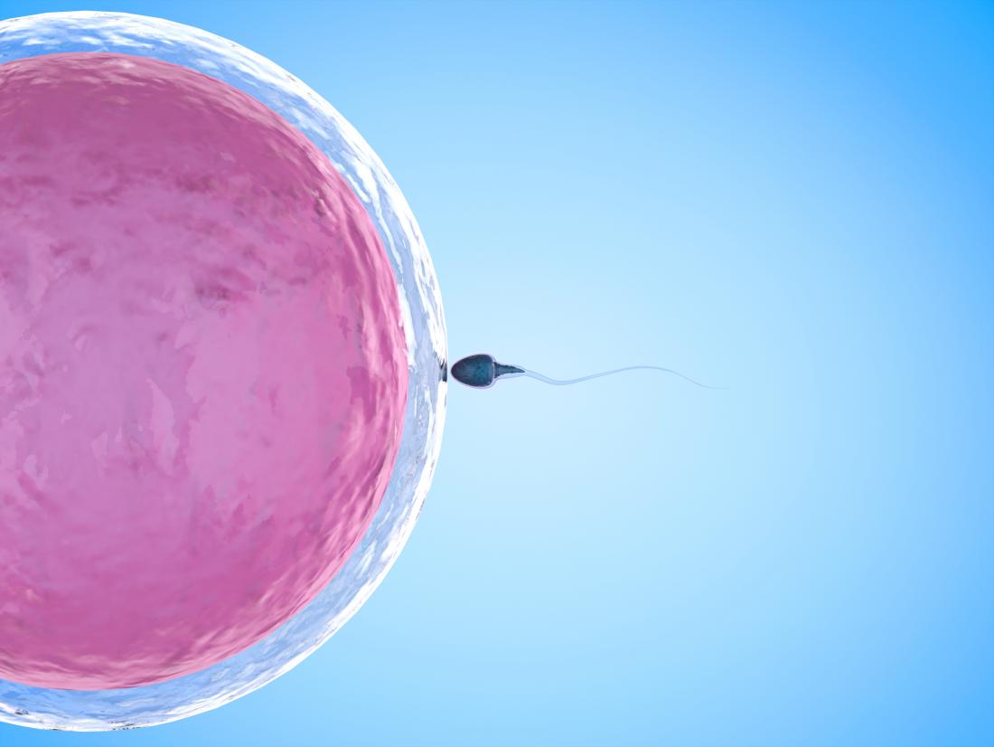 Diagram of a sperm going into an egg 