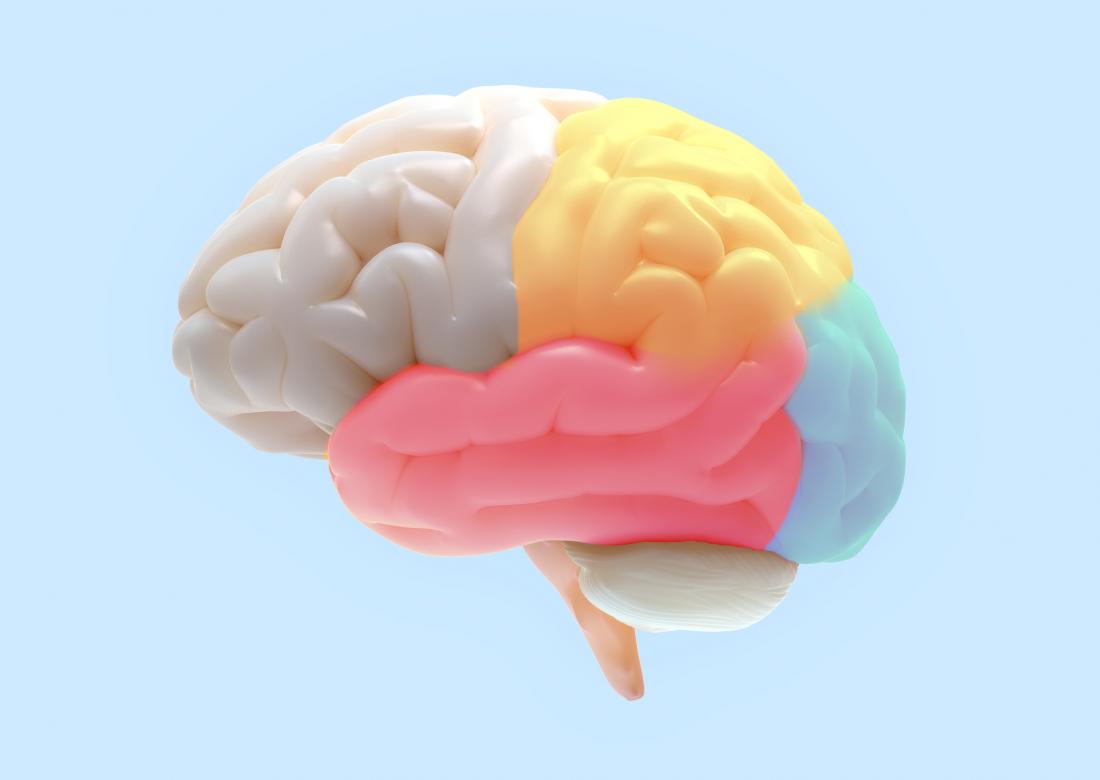 illustration of brain regions