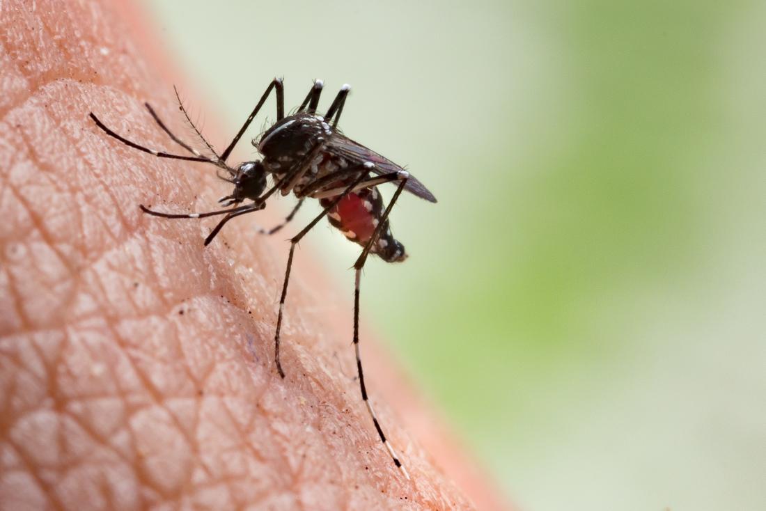 mosquito preparing to bite