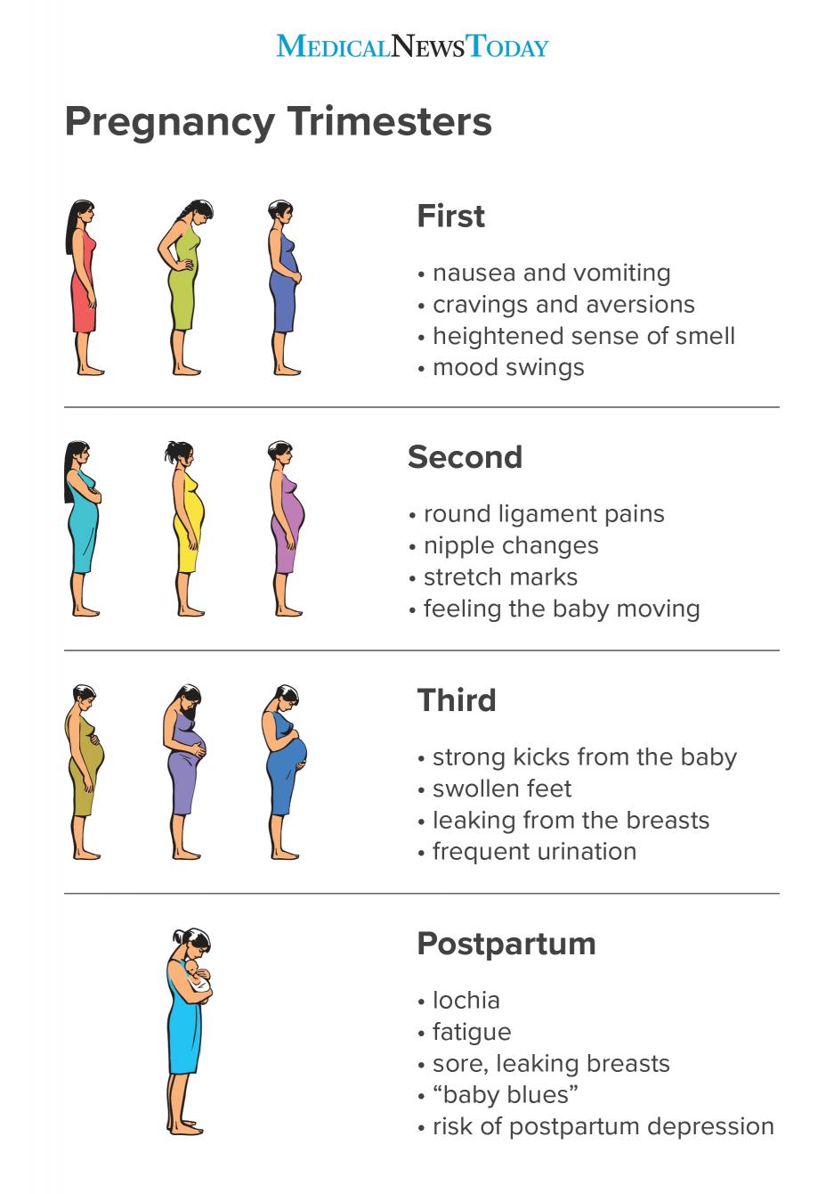 Pregnancy trimesters: Everything you need to know