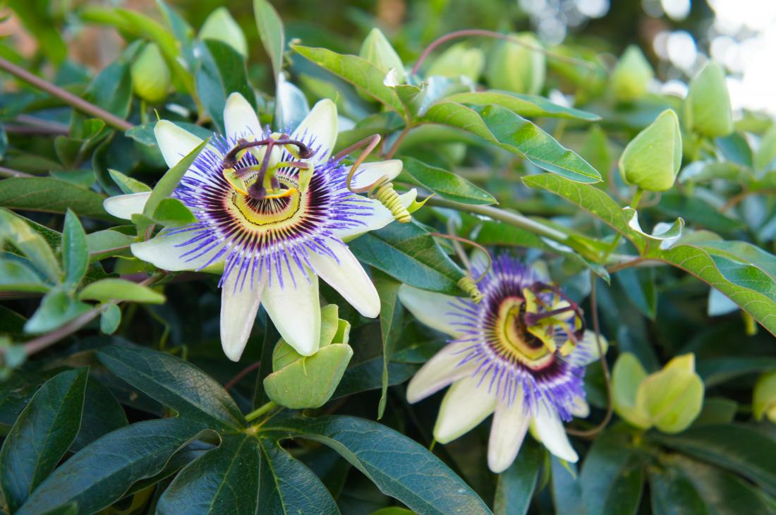 Medicinal Properties Of Passion Flower - MedicineWalls