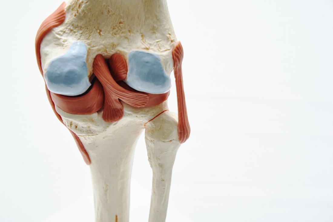 Knee joint model